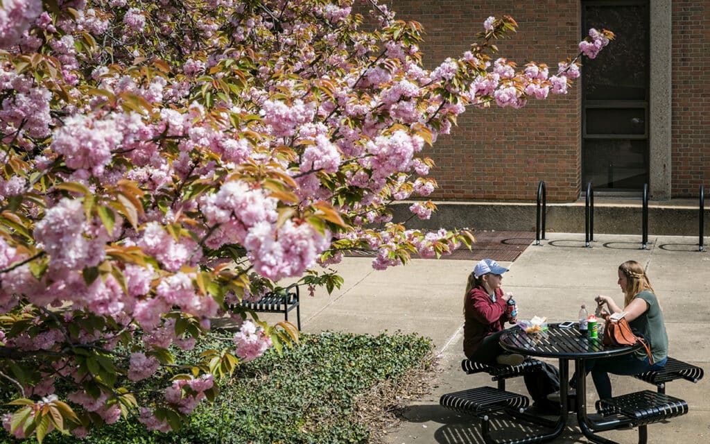 two women sitting at picnic table near a cherry blossom tree