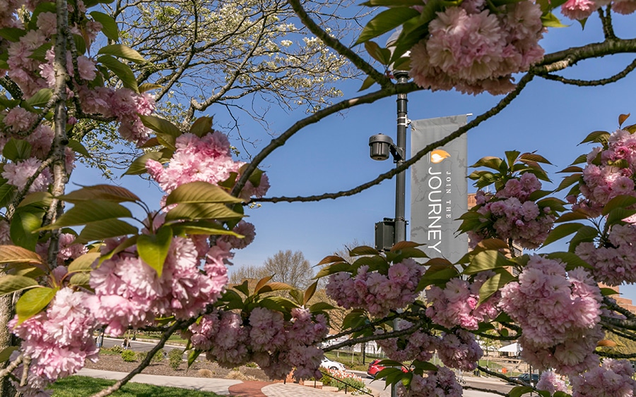 light post flag that reads join the journey on ut campus with dogwoods in bloom