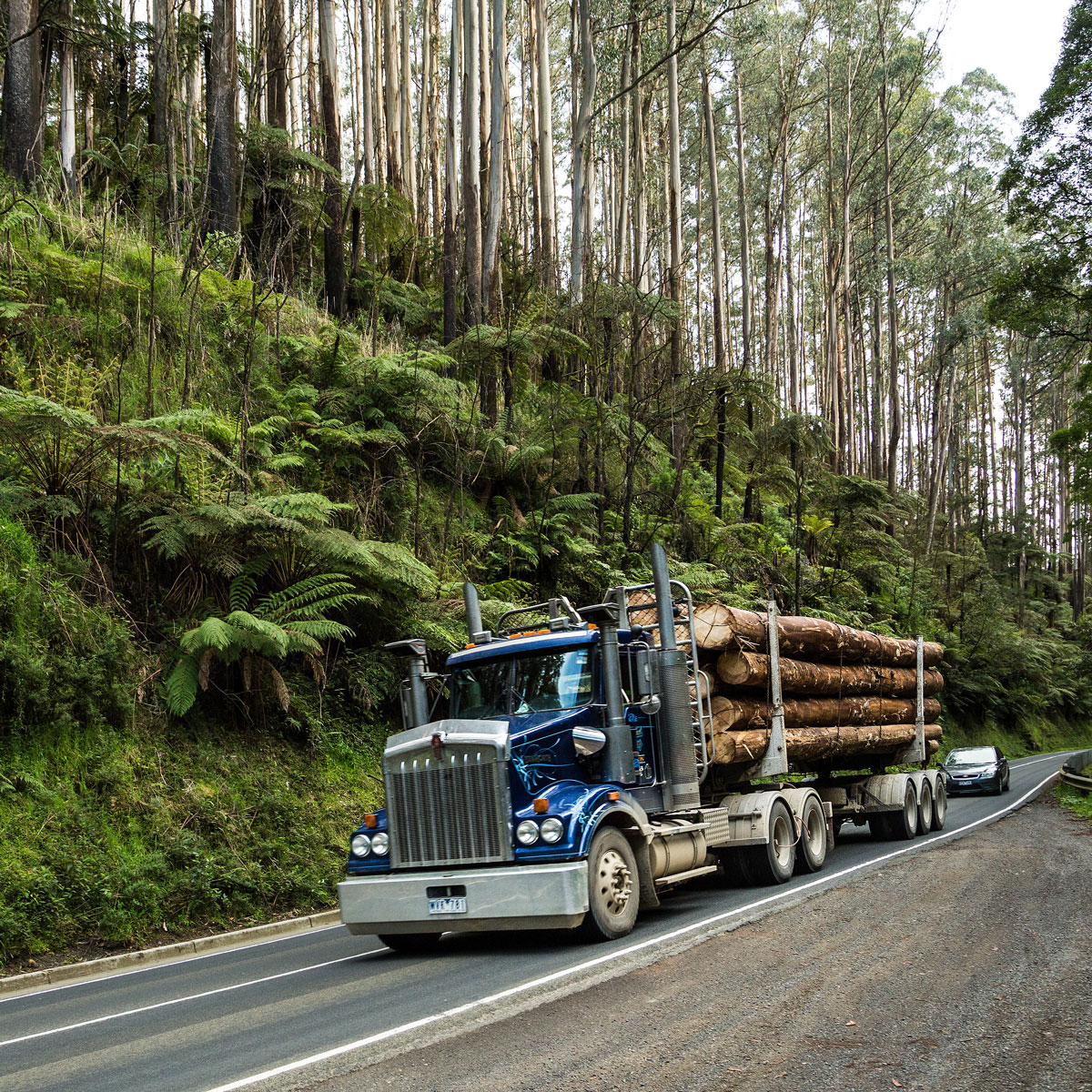 Forestry (MSF)